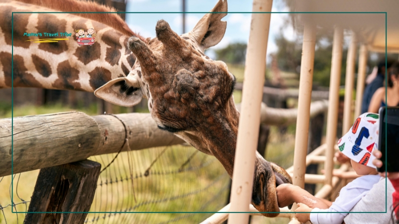 zoos, child with a giraffe, feeding it. places to go with 2 year olds
