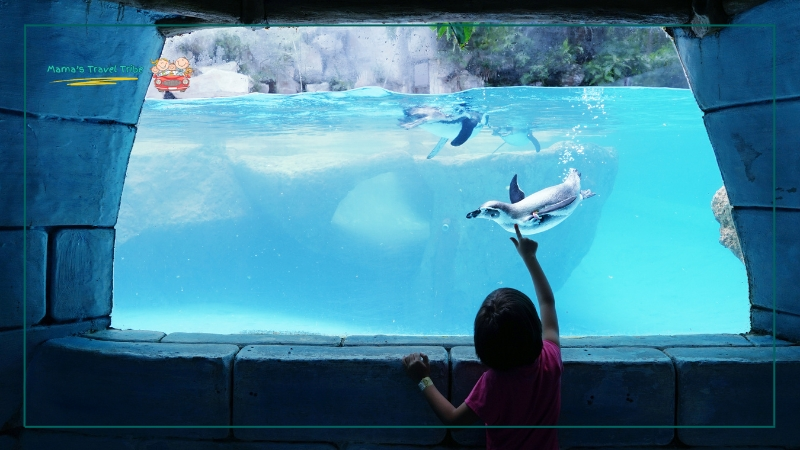 Aquariums, child in an aquarium