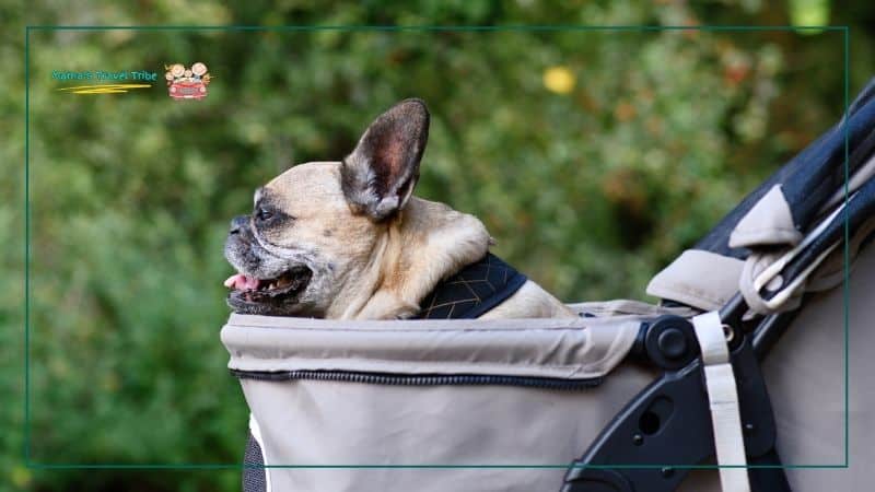 Dog in stroller. Pug in stroller. Can You Take a Dog Stroller on a Plane?
can you take a stroller on a plane