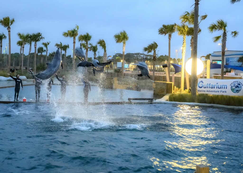 Gulfarium Marine Adventure Park. things to do in destin with kids. 