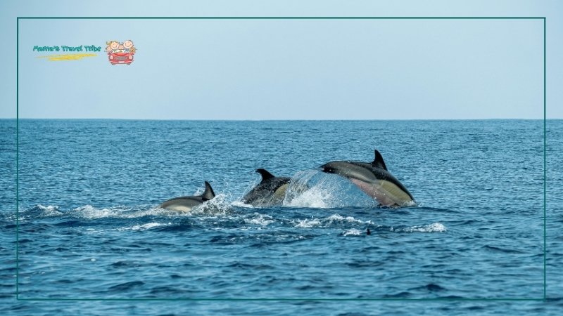 southern star dolphin cruise. things to do in destin with kids. 